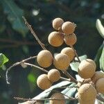 Dimocarpus longan Fruit