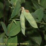 Vicia pisiformis Fruto