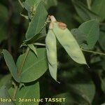 Vicia pisiformis Frucht