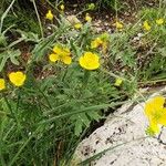 Ranunculus orthorhynchus Hábito