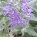 Caryopteris × clandonensis Çiçek