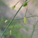 Asparagus officinalis Flower