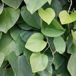 Aristolochia macrophylla Leaf