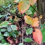 Aronia melanocarpa Leaf