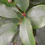 Photinia fraseri Leaf