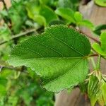 Hibiscus calyphyllus 叶