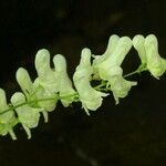 Aconitum lycoctonumBlomst