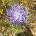 Cynara humilisBlomma