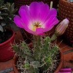 Echinocereus pentalophus পাতা