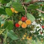 Arbutus unedoFruit