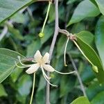 Capparis quiniflora Kvet