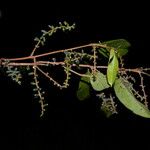 Phthirusa pyrifolia Plod