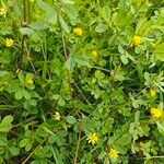Trifolium aureum ফুল