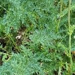 Filipendula vulgaris Leaf