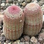 Echinocereus rigidissimus Folha