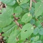 Mallotus oppositifolius Leaf