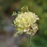 Cephalaria alpina Flor