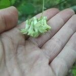 Vicia pisiformis Flower