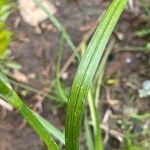 Carex vesicaria Leaf