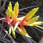 Tillandsia callichroma Цветок