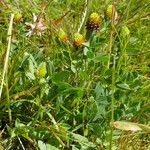 Trifolium spadiceum Natur