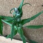 Pseudognaphalium undulatum Floro