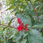 Jatropha integerrima Flower