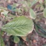 Gardenia volkensii Blatt
