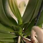 Phalaenopsis × singuliflora Ліст