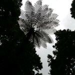 Cyathea arborea Hoja