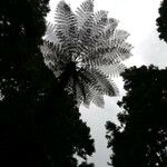 Cyathea arborea Leaf