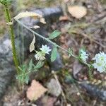 Berteroa incana Hoja