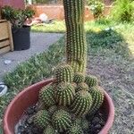 Echinopsis schickendantzii Hoja