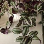 Tradescantia zebrinaList