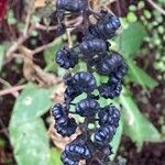 Phytolacca americana Fruit