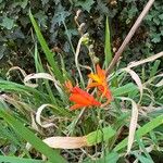 Crocosmia × crocosmiifloraBlomst