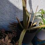 Aloe veraFulla