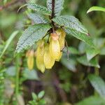 Agapetes incurvata Habitus