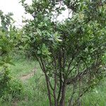 Psorospermum febrifugum Habitus