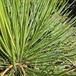 Agave geminiflora Hoja