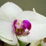 Phalaenopsis × intermedia Flower