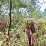 Sesbania drummondii Fruit