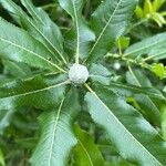 Salix eriocephala Leaf