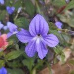 Browallia speciosa Floare