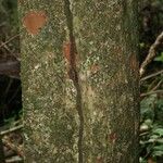 Pradosia ptychandra Bark