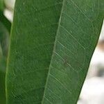 Ficus binnendykii Leaf