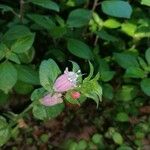Echium rosulatum Kwiat