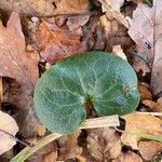 Asarum europaeum 葉