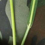 Eragrostis pilosa Листок