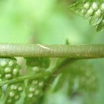 Dryopteris pentheri Blatt